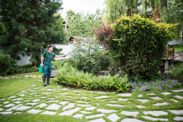 Best Ant Control Services  in Rolla, MO