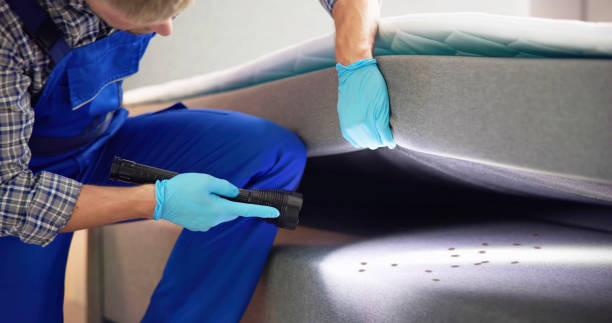 Best Termite Control Services  in Rolla, MO